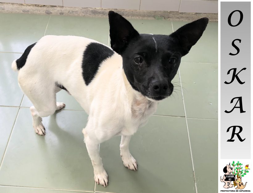 ADOPTADO ADOPTADO