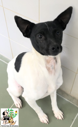 ADOPTADO ADOPTADO