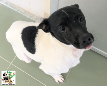 ADOPTADO ADOPTADO