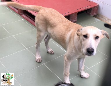 ADOPTADO ADOPTADO