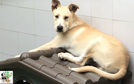 ADOPTADO ADOPTADO