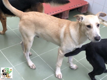 ADOPTADO ADOPTADO
