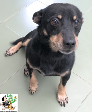 ADOPTADO ADOPTADO