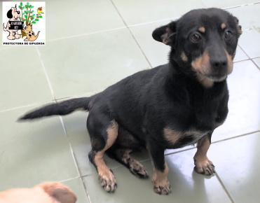 ADOPTADO ADOPTADO
