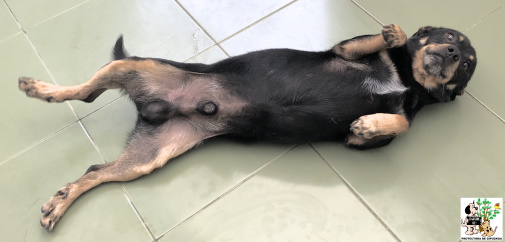 ADOPTADO ADOPTADO