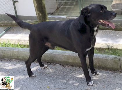ADOPTADO ADOPTADO