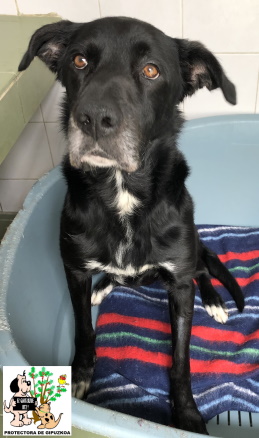 ADOPTADO ADOPTADO