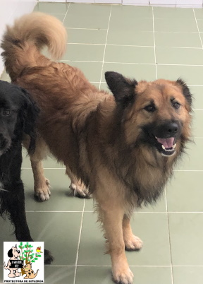 (Español) ADOPTADO (Español) ADOPTADO