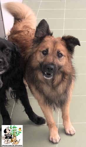 (Español) ADOPTADO (Español) ADOPTADO