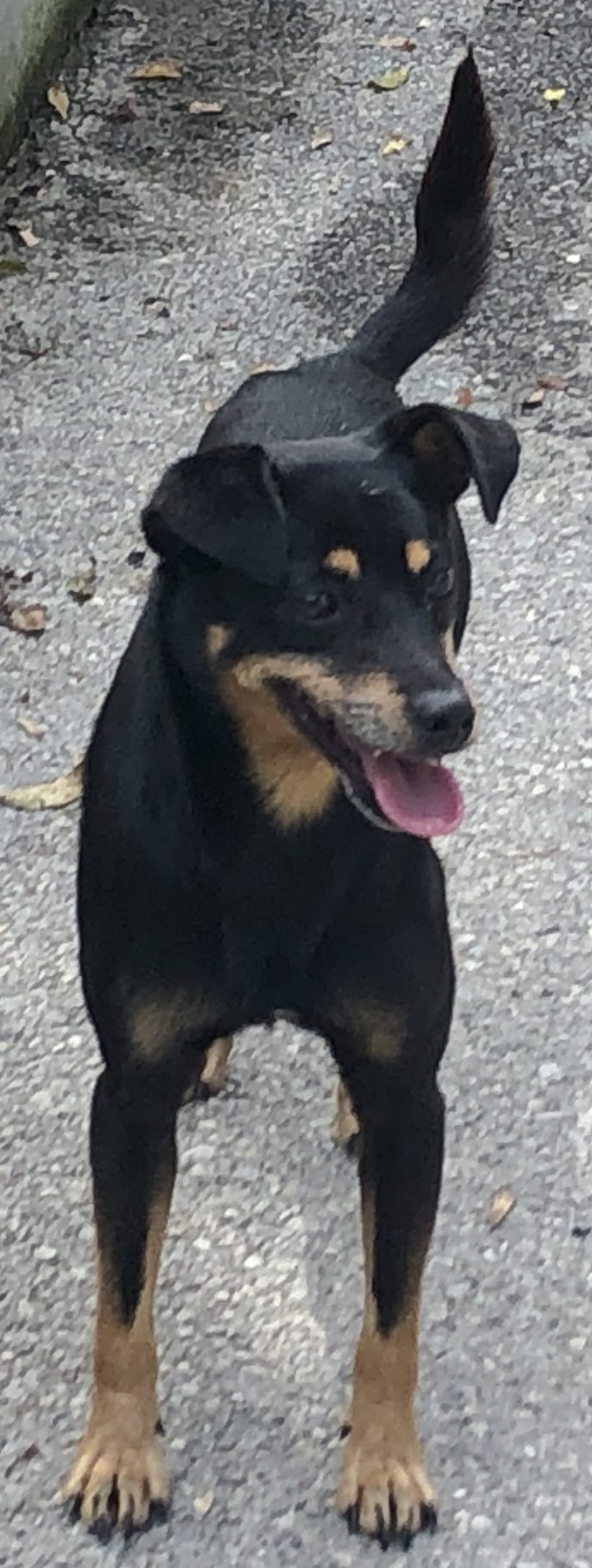 ADOPTADO ADOPTADO