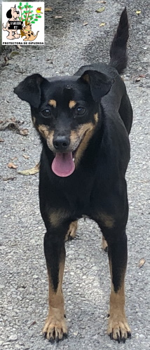 ADOPTADO ADOPTADO