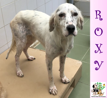 (Español) ADOPTADA (Español) ADOPTADA