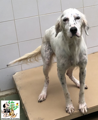 (Español) ADOPTADA (Español) ADOPTADA