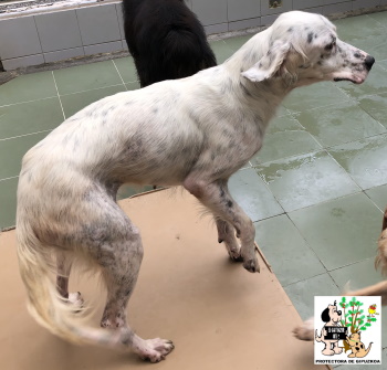 (Español) ADOPTADA (Español) ADOPTADA