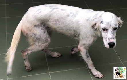 (Español) ADOPTADA (Español) ADOPTADA