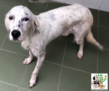 (Español) ADOPTADA (Español) ADOPTADA