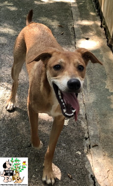 ADOPTADA ADOPTADA