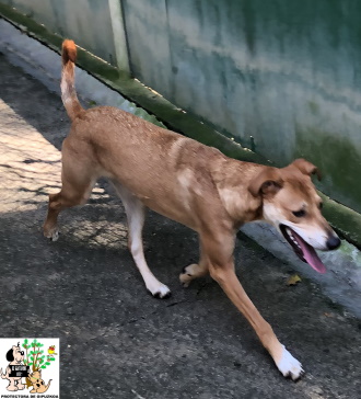 ADOPTADA ADOPTADA