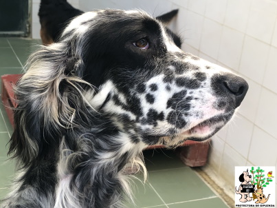 (Español) ADOPTADO (Español) ADOPTADO