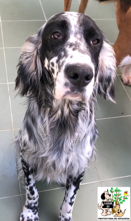 (Español) ADOPTADO (Español) ADOPTADO