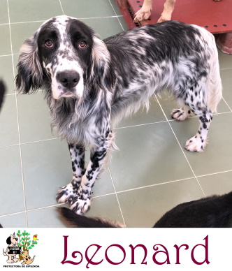 (Español) ADOPTADO (Español) ADOPTADO