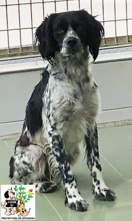 ADOPTADO ADOPTADO