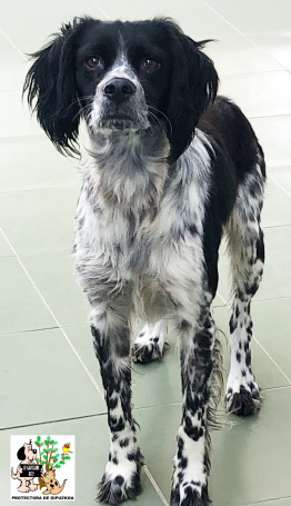 ADOPTADO ADOPTADO