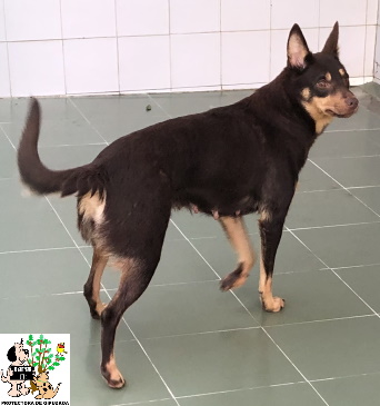 ADOPTADA ADOPTADA