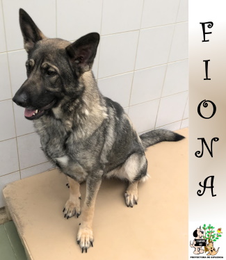 ADOPTADA
