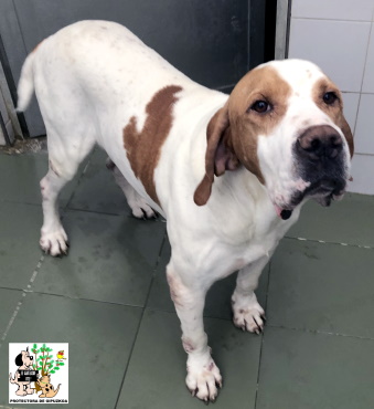(Español) ADOPTADO (Español) ADOPTADO