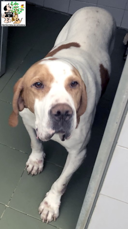 (Español) ADOPTADO (Español) ADOPTADO
