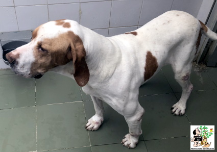 (Español) ADOPTADO (Español) ADOPTADO