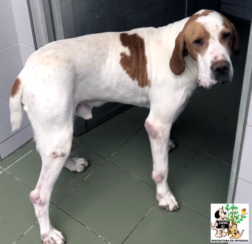 (Español) ADOPTADO (Español) ADOPTADO