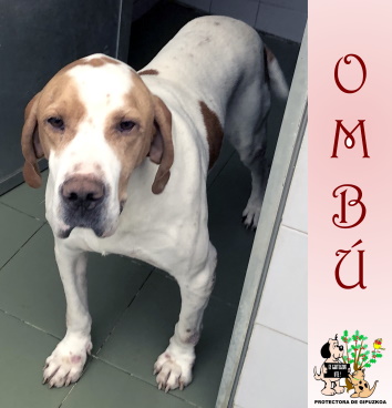 (Español) ADOPTADO (Español) ADOPTADO
