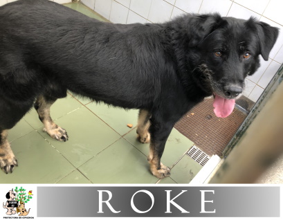 (Español) ROKE