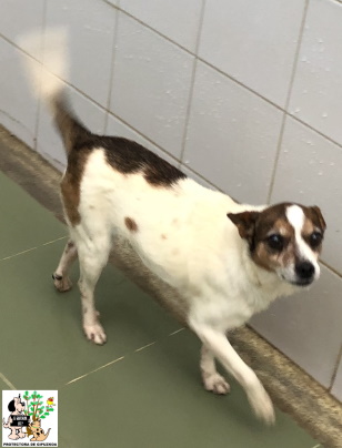 ADOPTADO ADOPTADO