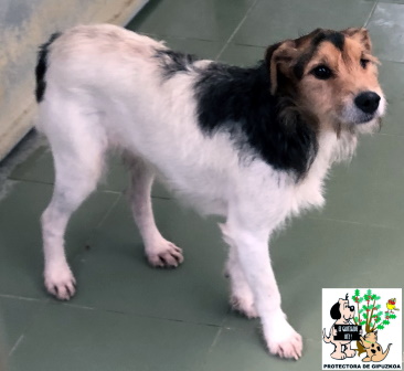(Español) ADOPTADO (Español) ADOPTADO