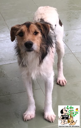 (Español) ADOPTADO (Español) ADOPTADO