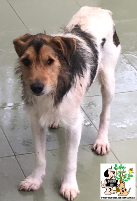 (Español) ADOPTADO (Español) ADOPTADO