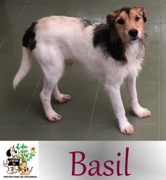 (Español) ADOPTADO (Español) ADOPTADO