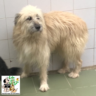ADOPTADO ADOPTADO