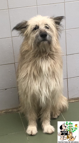 ADOPTADO ADOPTADO