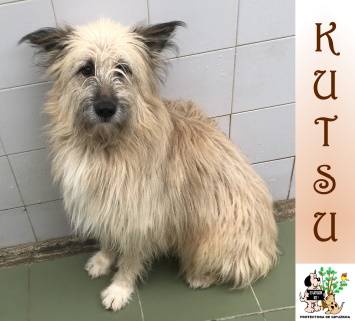 ADOPTADO ADOPTADO