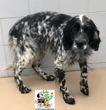 (Español) ADOPTADA (Español) ADOPTADA