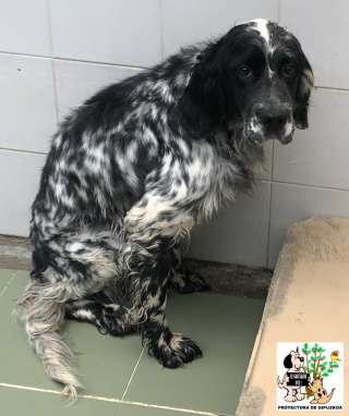(Español) ADOPTADA (Español) ADOPTADA