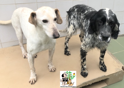 (Español) ADOPTADA (Español) ADOPTADA