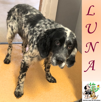(Español) ADOPTADA (Español) ADOPTADA
