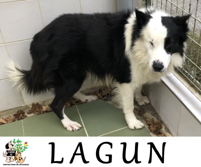 LAGUN LAGUN