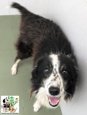 (Español) LUKAS (Español) LUKAS
