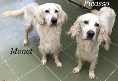 ADOPTADO ADOPTADO
